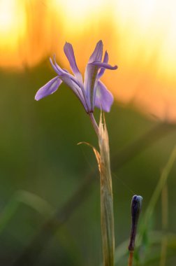 Solan ışığın altında, batan güneşin yumuşak renkleriyle aydınlanan yemyeşil yemyeşil bir çiçek zarif bir şekilde duruyor. Doğanın güzelliği sükunette gelişir..