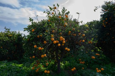 Bereketli yeşil dallardan sarkan portakallar, meyve bahçesinde güneşin sıcacık parıltısında güneşleniyorlar..