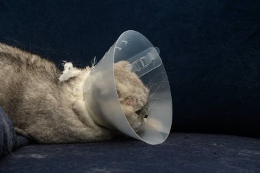 Yumuşak gri ceketli yorgun bir kedi, koruyucu bir külah yaka takan, peluş mavi bir kanepeye dayanır. Son bir veteriner ziyaretinden sonra sakin ama biraz üzgün görünüyor..