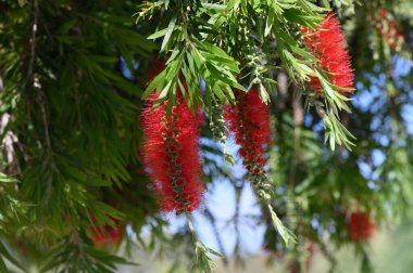 Bereketli yeşil yapraklar, sıcak bir öğleden sonra meltemde hafifçe sallanan kırmızı çiçekleri vurmak için çarpıcı bir zemin sağlar. Doğa bu huzurlu bahçe vahasında gelişiyor, takdiri davet ediyor..