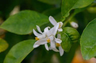 Güzel beyaz bir çiçek yemyeşil yaprakların arasında açar, huzurlu bir bahçede güneş ışığının sıcacık ışınlarını yakalar. Polen taşıyıcılar onun hoş kokulu cazibesine kapılırlar ve canlı bir atmosfer yaratırlar..