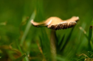 Yalnız bir mantar canlı otların arasında dimdik duruyor, yumuşak sabah güneşinde usulca parlıyor..