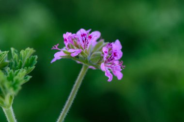 Narin pembe yapraklar zarif detaylarla açılır, karmaşık desenler sergilerken, yemyeşil yapraklar sakin bir zemin oluşturur, bahçede huzurlu bir atmosfer yaratır..