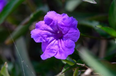 Kuzey Kıbrıs 'ta Vahşi Mor Çiçekler