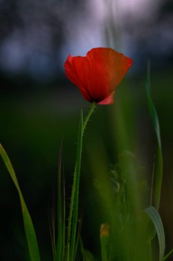 Çarpıcı bir kırmızı haşhaş, alacakaranlıkta dingin bir çayırda canlı yeşil çimlerin üzerinde zarif bir şekilde yükselir. Yumuşak ışık, narin taç yapraklarını büyütüyor ve doğanın kucaklamasında güzel bir an yaratıyor..