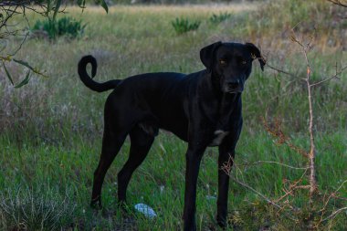 Parlak siyah bir köpek, yemyeşil bir çayırda uzun otların arasında duruyor. Gözleri merakla parıldıyor, alacakaranlıkta sakin doğal çevreyi inceliyor, macera ve özgürlük duygusunu somutlaştırıyor..