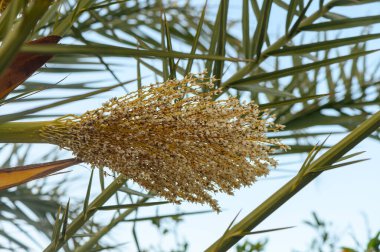 İnce yaprakların üzerinde, güneşli bir öğleden sonranın sıcaklığında güneşlenen zarif beyaz çiçekler ortaya çıkar. Yeşilliklerle çevrili bu tropikal güzellik bahçeye cazibe katıyor..