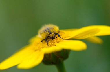 Küçük bir arı, parlak sarı bir çiçekten polen toplar. Hassas kanatları güneşin altında parıldar. Yemyeşil arka plan, yazın sıcaklığını çağrıştıran altın rengi güçlendirir..