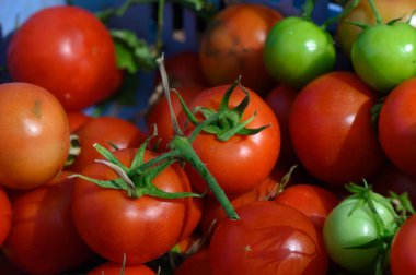 Olgun kırmızı ve canlı yeşil domatesler kırsal bir sepet içinde toplanır ve bereketli bahçenin yeşillikleriyle çevrili sıcak yaz güneşinin altında tazeliklerini sergilerler..