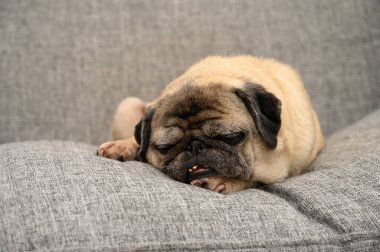 Uykulu bir köpek rahat bir şekilde rahat bir gri koltukta dinlenir, huzurlu bir öğleden sonranın tadını çıkarır, huzur içinde uyuyan saf memnuniyeti somutlaştırır..