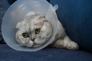 Sarı gözlü gri bir kedi, mavi bir kanepede rahat bir şekilde uzanıyor, boynuna koruyucu bir koni takıyor, bu da veteriner sonrası bakım ve iyileşme belirtisidir..