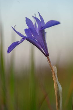 Çarpıcı bir mor kır çiçeği, şafağın narin parıltısında güneşlenerek sapından zarif bir şekilde yükselir. Huzurlu arka plan, güzelliğini arttıran uyumlu bir atmosfer yaratıyor..