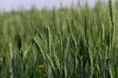 Sıcak güneş ışığı tarlayı yıkarken, uzun buğday sapları rüzgarda zarif bir şekilde dans ediyor. Bu huzurlu manzara, doğanın güzellikleriyle dolu huzurlu ve topraksı bir atmosfer sunuyor..