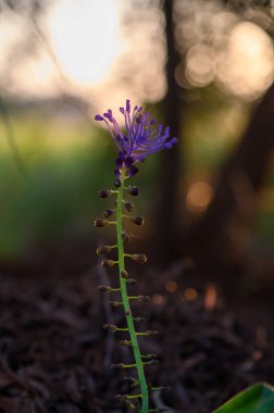 Çarpıcı bir mor çiçek, altın günbatımı ışınlarıyla aydınlanan topraktan zarifçe yükselir. Yumuşak parıltı, yemyeşil bir tarla ve bulanık doğal elementlerle çevrili güzelliğini artırır..