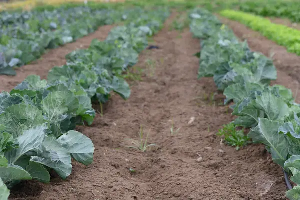 Bereketli topraklar boyunca yemyeşil lahana bitkileri mükemmel bir sıra halinde yayılıyor, bir bahar öğleden sonra güneşinin altında güneşleniyorlar. Taze büyüme umut verici bir hasat olduğunu gösteriyor..