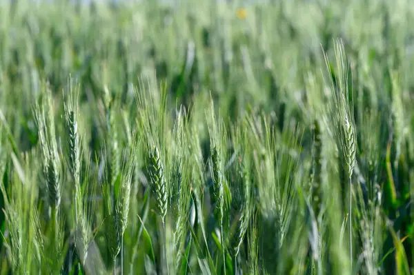 Bereketli yeşil buğday, sıcak güneş ışığıyla aydınlatılan hareketli bir tarlada dimdik ayakta duruyor. Hafif yaz esintisi, sazların sallanmasına neden olur ve manzarada sakin bir dalga benzeri hareket yaratır..