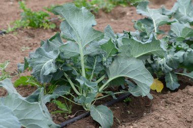Brokoli bitkileri zengin topraklarda güçlü bir şekilde büyür. Büyük yeşil yaprakları güneş ışığında güneşlenir. Çevrelerinde taze sebzeler ve toprak renkleri güzel bir günde bahçenin güzelliğini arttırır..