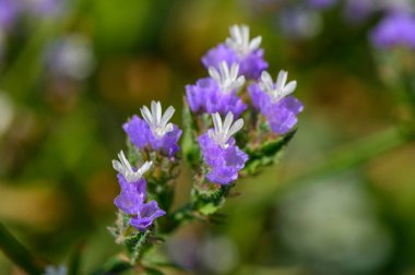 Akdeniz kıyısında Limonyum Çiçeği