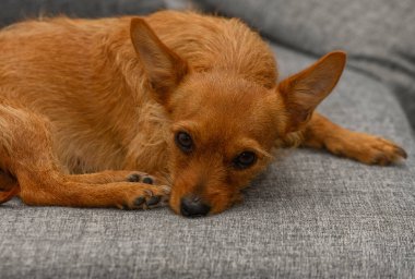 Küçük kahverengi bir pinscher köpeği rahat bir kanepede rahat ve sıcak bir yuva ortamında kestiriyor..
