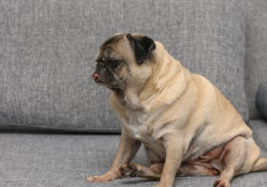 Yaşlı bir boksör köpeği, rahat bir evin içindeki yumuşak gri bir kanepede dinlenir..