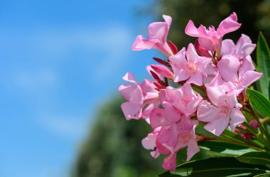 Gökyüzüne Karşı Bir Dalda Oleander Çiçekleri