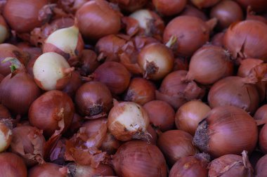 Cömert soğanlar sıcak güneş ışığında dinleniyor, dünyevi gölgelerini ve eşsiz şekillerini sergiliyorlar. Bu canlı koleksiyon yaz sonu hasadının özünü yakalıyor..