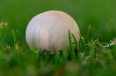 Yeşil Çayır, Kıbrıs 'ta Vahşi Şampiyon Mantarları