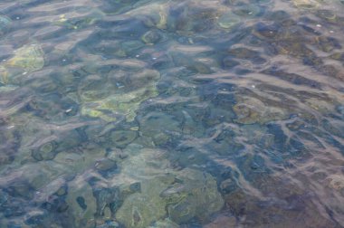 Yumuşak dalgalar sakin yüzeyi rahatsız ediyor. Güneş ışığı altındaki bir kıyı şeridinde canlı sualtı yaşamı sergiliyor..