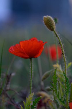 Kırmızı gelincikler gökyüzüne doğru uzanıyor, alacakaranlığın yumuşak ışığını yeşil çimlerle çevrili sakin bir çayırda karşılıyorlar..