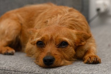 Küçük, tüylü bir köpek gri bir kanepede rahatlar, keskin gözleri çevreyi gözlemler. Öğleden sonra ışığı yaşam alanında sıcak bir ortam yaratır..