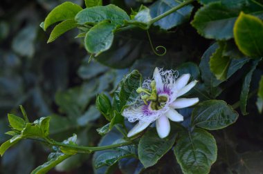 Canlı bir tutku çiçeği yeşil yaprakların arasında taç yapraklarını açar ve bahçedeki doğanın karmaşık güzelliğini gösterir..