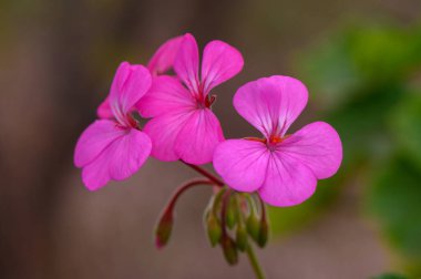 Narin pembe çiçekler güzelliklerini sergiliyor. Etrafı yemyeşil, sakin bir bahçe atmosferiyle çevrili..