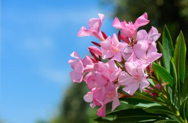 Güzel pembe zakkum çiçekleri açık mavi gökyüzüne karşı bir dalda çiçek açıyor. Narin taç yaprakları ve taze yeşil yaprakları olan canlı bir yaz doğası..