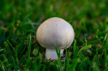 Kıbrıs Yeşil Çimende Taze Şampiyon Mantarları