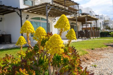 Canlı sarı çiçekler, büyüleyici beyaz villaların yakınındaki huzurlu bir bahçeyi aydınlatırken yemyeşil yaprakların üzerinde yükselir. Güneş, bu huzurlu rahatlama sahnesinin üzerine ılık bir ışık saçıyor..