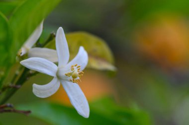 Yeşil yapraklarla çevrili narenciye ağacında çiçek açan güzel beyaz bir çiçek. Meyve bahçesinin canlı renkleri ilkbaharda dingin ve ferahlatıcı bir atmosfer yaratır..