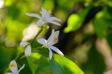 Çiçek açan portakal çiçeği, doğal ışıkta yakın plan.
