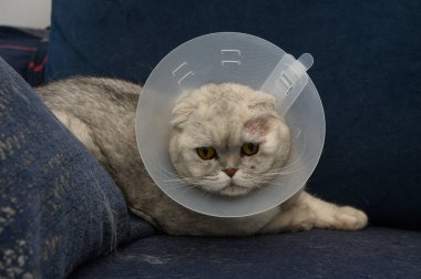 Yuvarlak yüzlü ve altın gözlü tüylü bir kedi yumuşak mavi bir kanepede uzanırken koruyucu bir boyunluk takar. Biraz huysuz görünüyor ve son veteriner ziyaretinden sonra iyileşiyor..