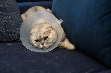 Koruyucu tasma takan tüylü bir kedi mavi bir kanepede uzanır, biraz huysuz ama sakin görünür..