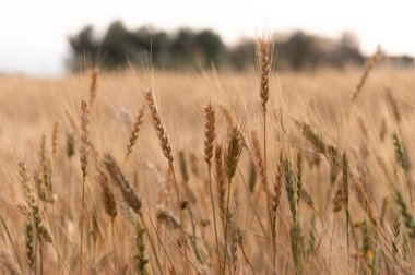 Kuzey Kıbrıs 'ın sakin kırsalında mavi gökyüzüne uzanan çavdar saplarının minimalist görüntüsü.