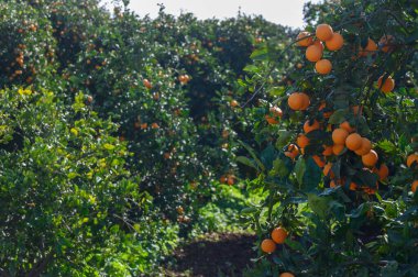 Olgun portakallarla dolu yemyeşil ağaçlar ılık bir günde güneşli bahçede sakin bir atmosfer yaratır..