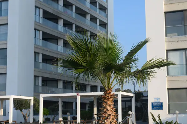 Bereketli bir palmiye ağacı modern binaların yanında gururla durur, sakin bir sahil kaçışının özünü yakalar..