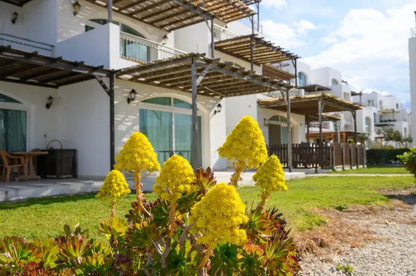 Parlak sarı çiçekler zarif beyaz yapılara yakın yemyeşil bir bahçede göze çarpar. Güneş ışığı sıcak bir parıltı yayar. Huzurlu bir atmosfer yaratır. Rahatlamak ve keyif almak için mükemmel..