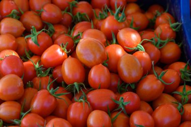 Dolgun yeşil saplı parlak kırmızı domatesler yaz sonu hasadı sırasında ilginç market tezgahlarını dolduruyor..