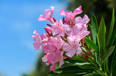 Açık mavi gökyüzünün altındaki bir dalda parlak pembe zakkum çiçekleri. Canlı renklere sahip yaz çiçekleri sahnesi, doğa geçmişi ve botanik temalar için mükemmel..