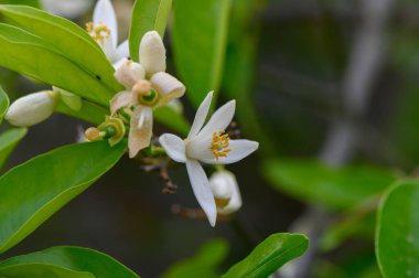 Canlı beyaz çiçekler yeşil yaprakların arasında çiçek açar, sakin bir bahçede baharın özünü yakalar. Sahne huzur ve yenilenme hissi veriyor, hayranlık uyandırıyor..