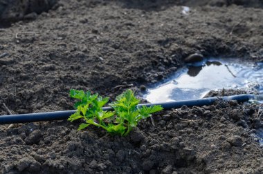 Taze yeşil bir filiz, sıcak topraktaki bir su birikintisinin yanında güneş ışığına uzanır. Nazik sulamayla beslenir..