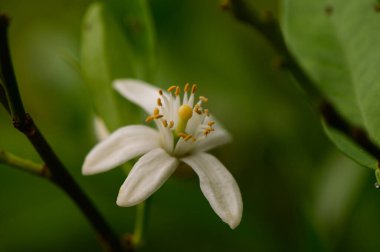 Yumuşak yaprakları ve doğal ışığı olan taze bir portakal çiçeğinin yakın çekimi. Kuzey Kıbrıs 'ta Yakalandı.