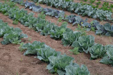 Bereketli yeşil lahanalar iyi bakılmış bir bahçede serpilmiş, parlak yaz güneşinin altında güneşleniyorlar. Canlı yapraklar, sağlıklı büyümeyi vurgulayan karmaşık dokular sergiliyor..