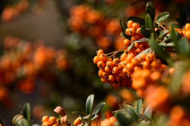 Bereketli yeşil yapraklar parlak turuncu dut kümeleri, öğleden sonra güneşinin yumuşak parıltısında parıldıyor..